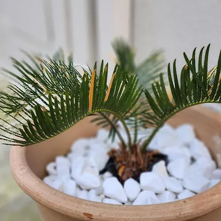 Pieri House Corfu شقة